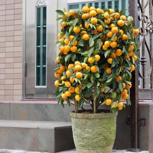 Brighter Blooms Nules Clementine