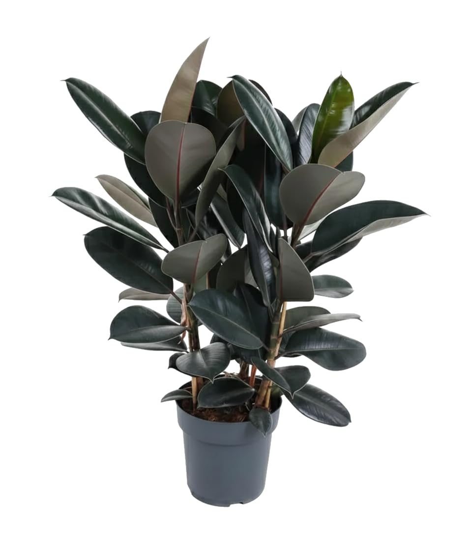 Ficus Elastica Abidjan Planta del Caucho Maceta 17 cm Altura 55 cm DECOALIVE con Hojas de Tono Profundo