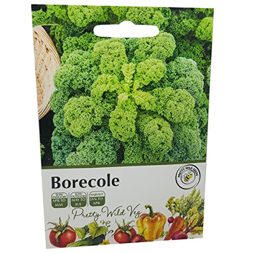 Borecole Curly Kale Seeds in Pictorial Packet from a UK Seller Popular Supply of Winter Greens with Good Tolerance of Low Temperatures