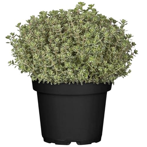 DECOALIVE Tomillo Limonero Planta Natural para Huerto Urbano, 8436606539415