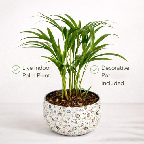 Image of Amulya Farms Indoor Plants for Home | Areca Palm Plant In Premium Floral Print Metal Pot | Air Purifying Plants For Home | Live Plants with Pots For Living Room and Office Decoration
