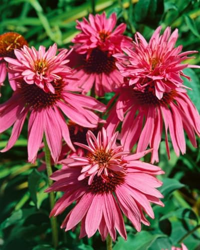 Echinacea purpurea'Doppeldecker' 9x9 cm Topf – Winterhart, Mehrjährig, Pflegeleicht – Purpur-Sonnenhut – Staude für Beet & Rabatte
