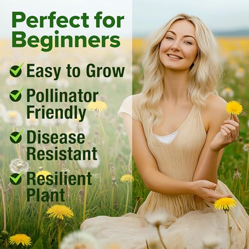 Image of HOME GROWN Dandelion Seeds for Planting - 1200 Heirloom Medicinal Herb Seeds Grow Edible Leaves and Flowers for Remedies or Wildlife (Taraxacum officinale)
