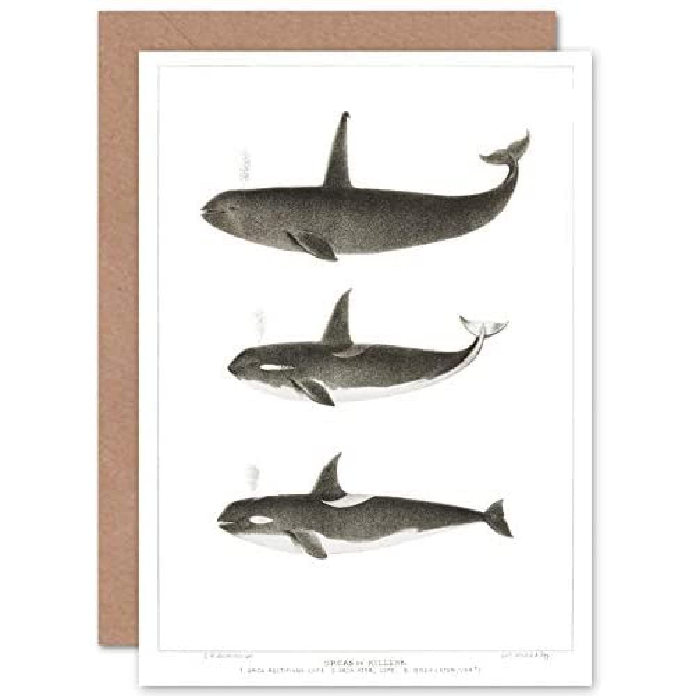Wee Blue Coo Blue Wee Coo Orca Killer Whales Greeting Card With Envelope Inside Premium Quality