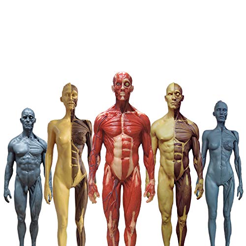 Modèle De Peinture De Figurine D'Anatomie Humaine De 30 Cm, Modèle D'Anatomie Musculo-Squelettique Humaine, Modèle D'Os Musculaire Humain pour Artistes Médicaux, Étude De Dessin