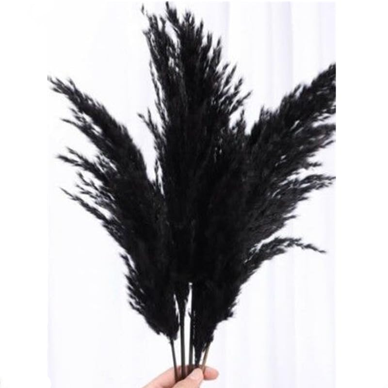 Pampas Grass Large Fluffy Black 10 pcs miniatura 3