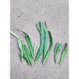 サボテン 初日の出10本