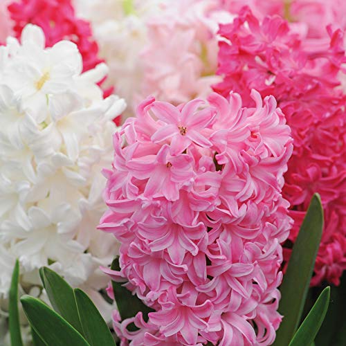Hyacinthus Sumptuous Colour & Scent Greenhouse Plant Hyacinth Bulbs Hardy Indoor Outdoor Plant Supplied as 16 x Hyacinth Berries & Cream Mixture Bulbs (Size 16/17) by Thompson & Morgan