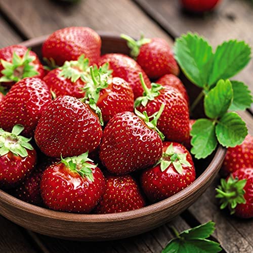 Strawberry Plants Ready to Plant Now 'Florence' Late Season Hardy Perennial Easy to Grow Your Own Garden Strawberries Fruits, 5X Bare Roots by Thompson & Morgan (5)