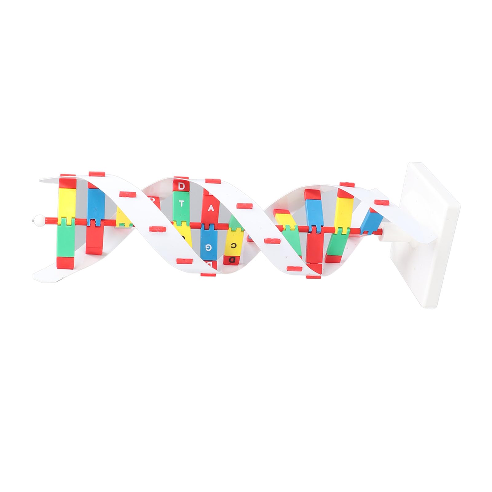 Socobeta Giocattolo Modello DNA Umano, Design Colorato Staccabile | brillante, Coinvolgente apprendimento STEM, Ideale per le aule di biologia
