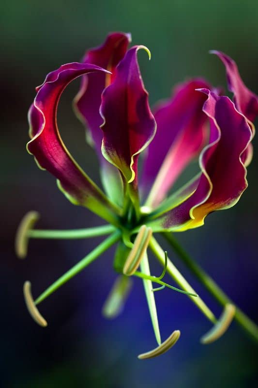 Gloriosa Carsonii Purple - Pack of 2 Flower Bulbs - Blooms This Summer | Ships from Radha Krishna Agriculture-image-1