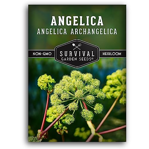 Survival Garden Seeds Angelica Seeds for Planting - 1 Pack with Instructions to Grow Medicinal Herb Angelica Archangelica in Your Home Herb Garden – Non-GMO Heirloom Seeds