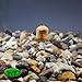 WCB Carp Baits - Dumbells Wafters Hookbait - Carp Bait - Ideal for Carp Fishing (Orange - 4Season Flavor)