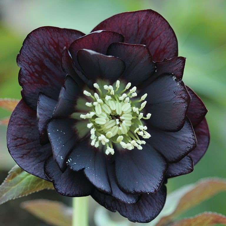 Helleborus ‘Double Black’ – Double Black Winter Hellebore - Christmas Rose by Park Farm Plants (6 x Plug Plants)