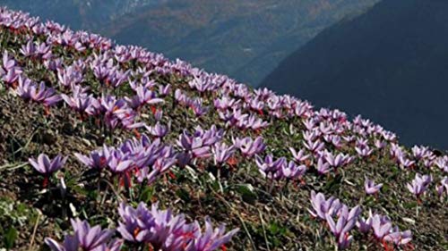 Spanish Saffron\" 100% Pure Coupe\"(Aragon Spain) (2 Gram)