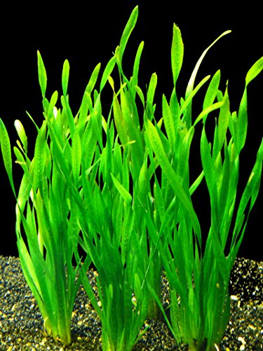 Zoomeister - 5 Bund Kleine Vallisnerie (Vallisneria Tortifolia)