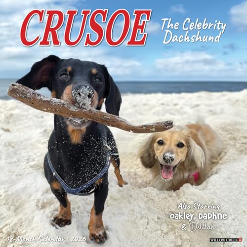 Crusoe the Celebrity Dachshund 2026 12 X 12 Wall Calendar für 15,55 EUR (-25%) statt 7,99 EUR bei amazon.de Bild: Crusoe the Celebrity Dachshund 2026 12 X 12 Wall Calendar für 15,55 EUR (-25%) statt 7,99 EUR bei amazon.de