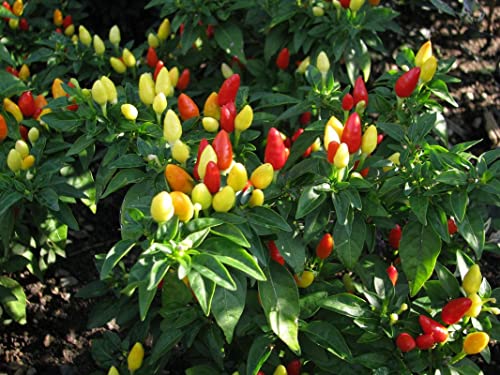 Image of Aero Seeds Ornamental Chilli 30 Seeds
