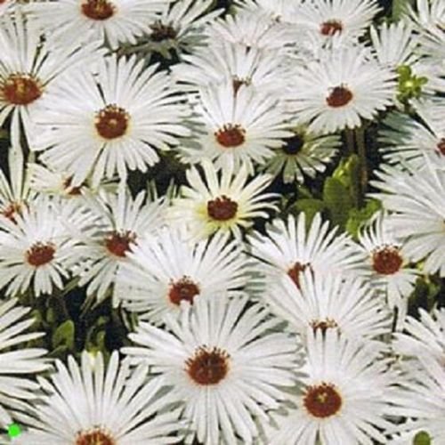 Graines de plantes à glace Graines de marguerites blanches Livingstone Iceplant Paquet de 500 graines