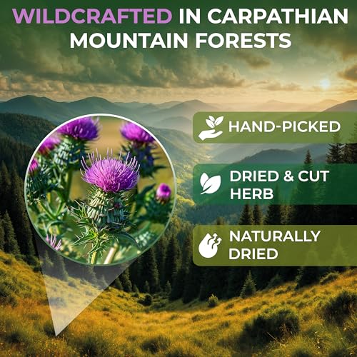 Image of 100 Bags Milk Thistle Tea Herb Dried Cardo Mariano Herbal (Silybum Marianum) - 100 Count 1.5g Tea Bags Dry Milk Thistle Herb Cardo De Leche