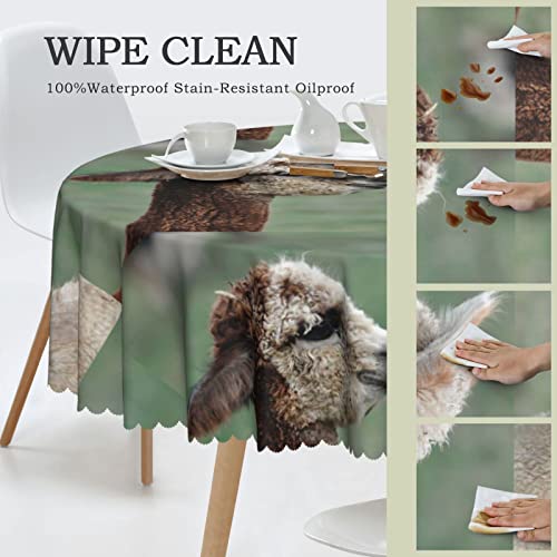 Koolr Funny Alpaca Print Round Tablecloth Waterproof Decorative Table Cover For Kitchen Dining Wedding Partie (60 In) #TOP2