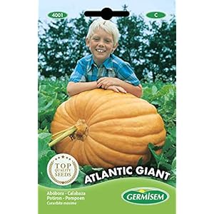 Germisem EC4001 Atlantic Giant Pompoen Zaden 3 g, Meerkleurig