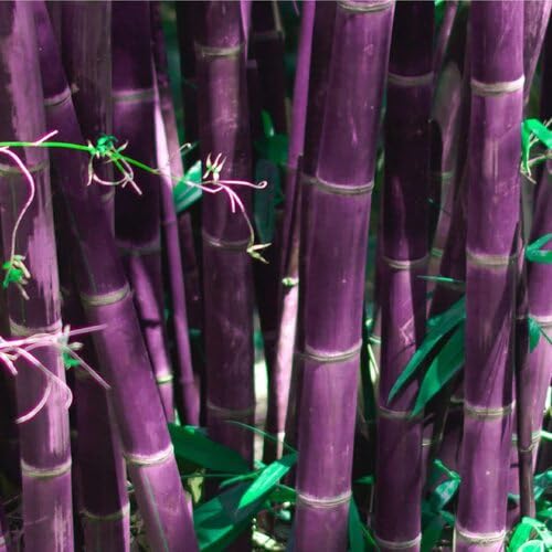 20pcs Purple Bamboo Tree Seeds