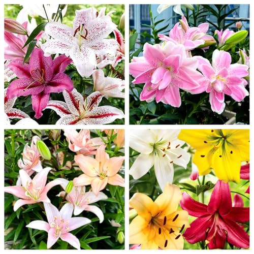 Giglio bulbi facile da coltivare, perfetto per i giardinieri alle prime armi-2 bulbi-C