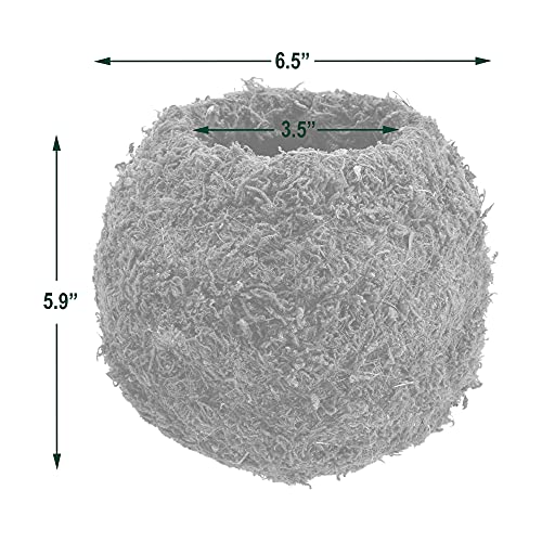 Arcadia Garden Products KO02 Kokedama-6.5 x 5.9”, Set of 2, Green by Arcadia Garden Products - Image 5