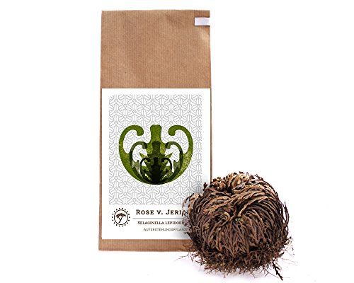 YAKEBA | Rose von Jericho | Klein | Selaginella lepidophylla | Papiertüte | Perfekte Indoor Deko Pflanze als Terrarium Zubehör oder für Ihr Flaschengarten Glas…