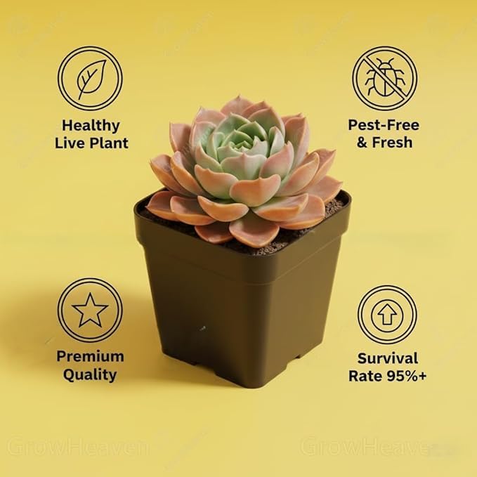 Image of Laxmi Kamal Live Succulent Plant Combo by BloomBrightly - Beautiful Rosette Shape Natural Indoor Plants, Ideal for Home Decor, Office Desks, and Gifting (Pack of 2)
