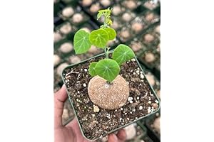 Stephania Erecta Bulb: Flourishing Wealth in Decor