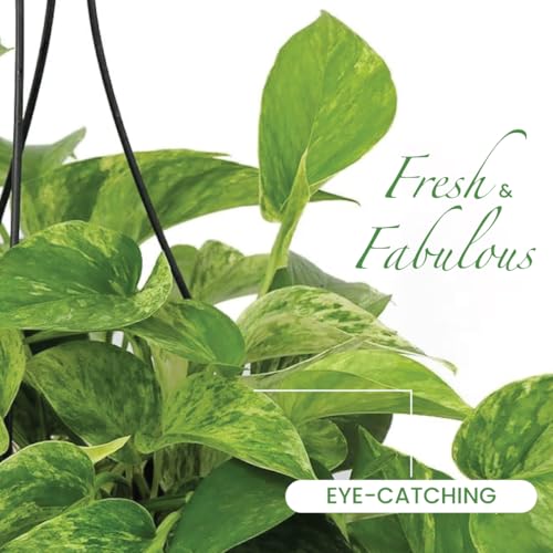 Image of American Plant Exchange Marble Queen Pothos - Live 8-Inch Hanging Basket, Easy-Care Air Purifying Trailing Vine, Fast-Growing Houseplant for Hanging Planters, Shelves & Indoor Home or Office Decor