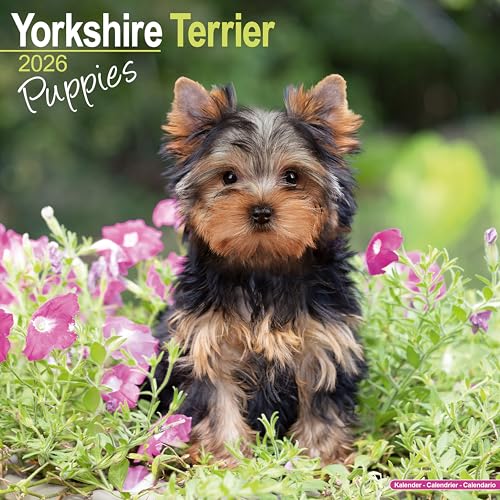 Yorkshire Terrier Puppies 2026 Calendar | Square Wall Calendar | Dog Breed Gift | Plastic Free Packaging | by Avonside Publishing