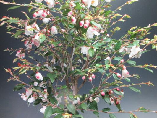 Amazon.co.jp: 椿の盆栽 小葉白花椿 花芽付き！エリナ・カスケード