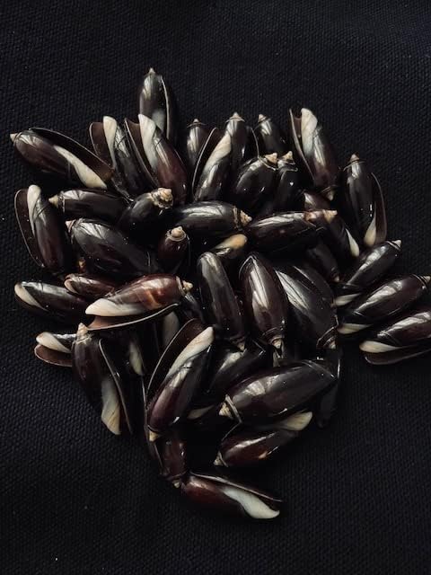 Heyiwell 20 unidades de conchas de olivo negro, conchas marinas de playa del océano para decoración náutica del hogar, tanque de peces y relleno de