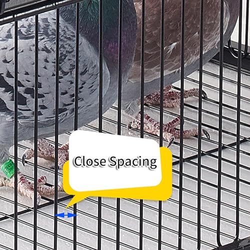 Piège à pigeons pour protéger les potagers et nettoyer les cours