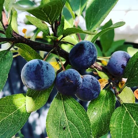 CHUXAY GARDEN Beach Plum Seeds Cover