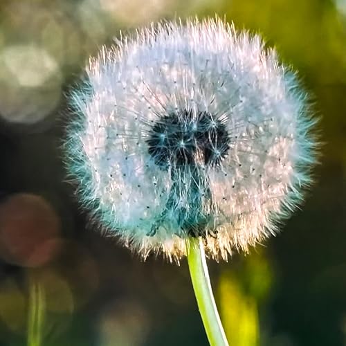 『成功とは「喜び」(健康)』のカバーアート