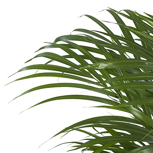 Pianta d'appartamento da Botanicly - Palma Areca