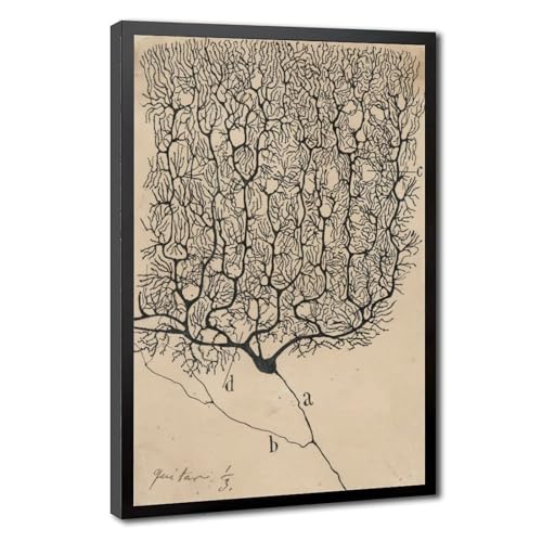 Toile neurone dessin Santiago Ramón y Cajal décoration murale bureau salon cadre