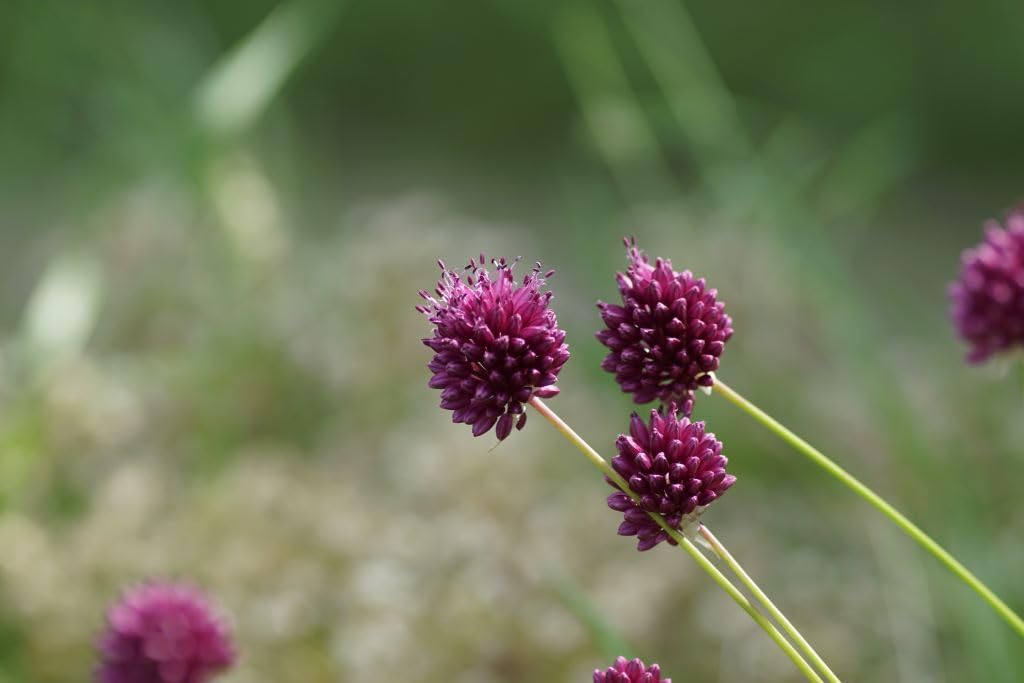 Allium Sphaerocephalon BIO 250 Blumenzwiebeln aus Holland