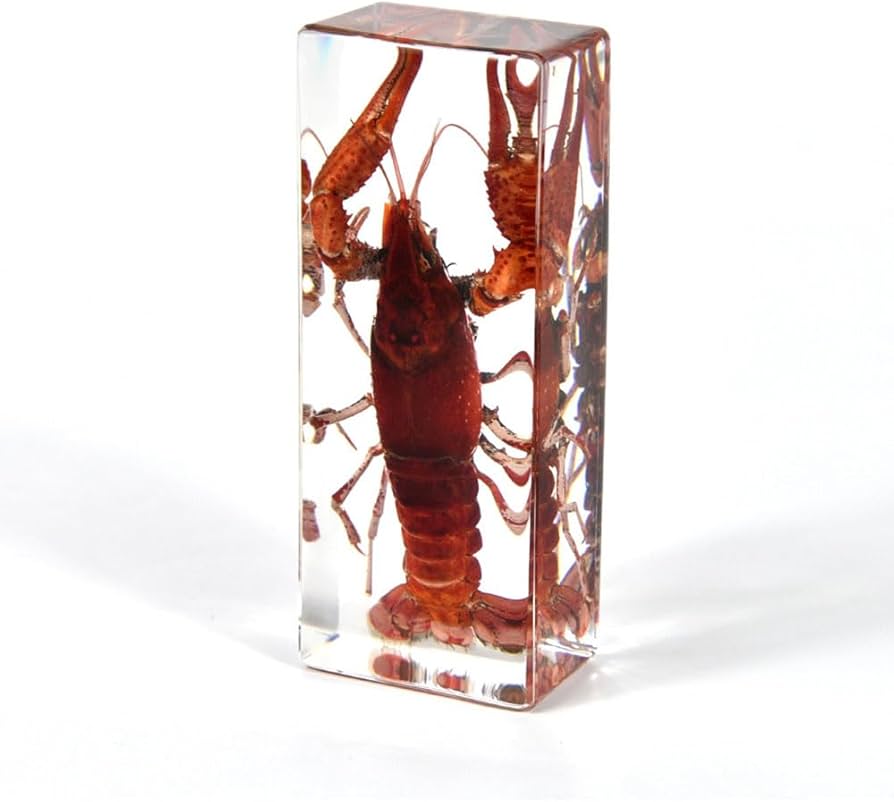 Amazon.co.jp: Lllunimon 樹脂標本剥製の本物のザリガニ、科学的教育