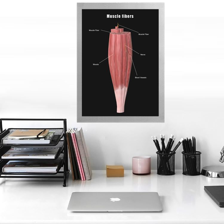 Image of Taanfu Body Educational Learning Anatomy Posters ，Muscle Fiber Art Muscle Villi Anatomy Art Poster Digestive System Organs Illustration Small Intestine Physiology Anatomy Wall Art Villi