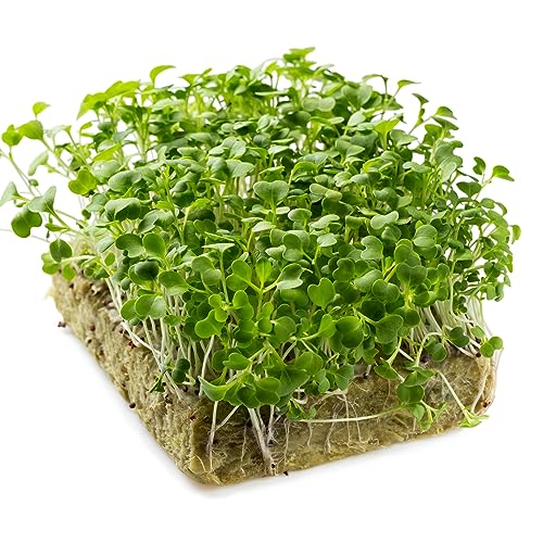 Organic Sprouting Seed Pak Choi Oriental Microgreens Seeds - 1500 Microgreen Seeds Aprx.