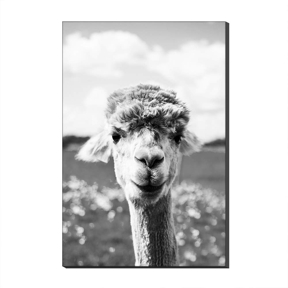 Art mural alpaga tableau lamas moderne grand format 100x160cm impression paysage nature sans cadre