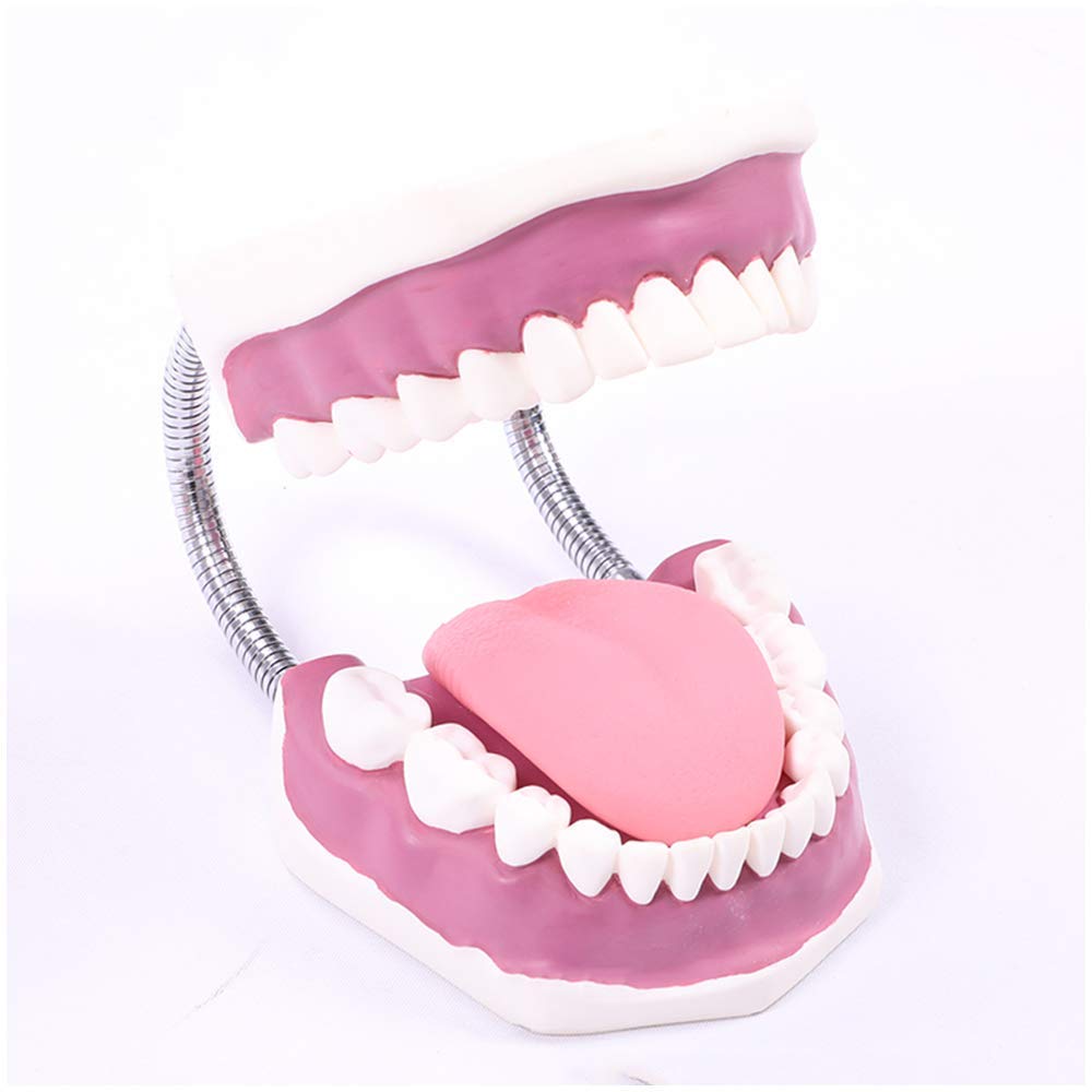 Model edukacyjny Model zębów Model higieny jamy ustnej Forma dentysty Model zębów dentystycznych Demonstracja szczotkowania Przedszkole Higiena jamy ustnej Model nauczania