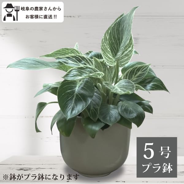 フィロデンドロン5鉢セット Amazon.co.jp: 農場直送！フィロデンドロン・バーキン 5号鉢 プラ鉢