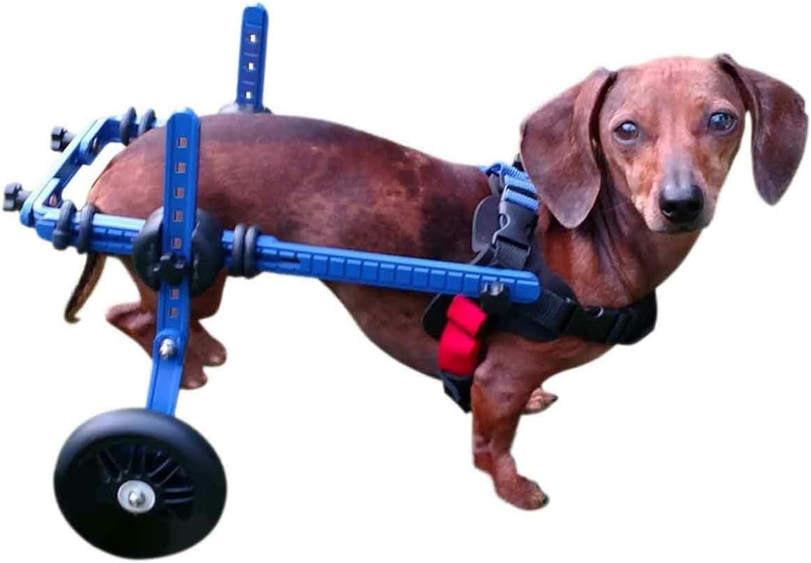 Walkin' Wheels Dachshund Wheelchair - for Small Dogs 2-30+ Pounds - Veterinarian Approved - Dog Wheelchair for Back Legs