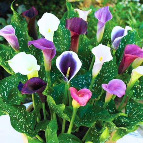 Mixed Calla Lily Bulbs, Calla Lily Bulbs for Planting, Large Flower Plants for Spring Garden (Bag of 5)